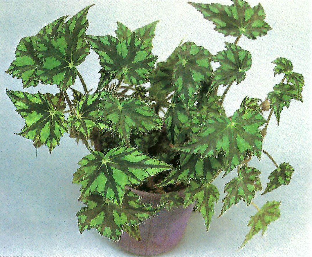 B. ‘Tsurugi-no-mai’
